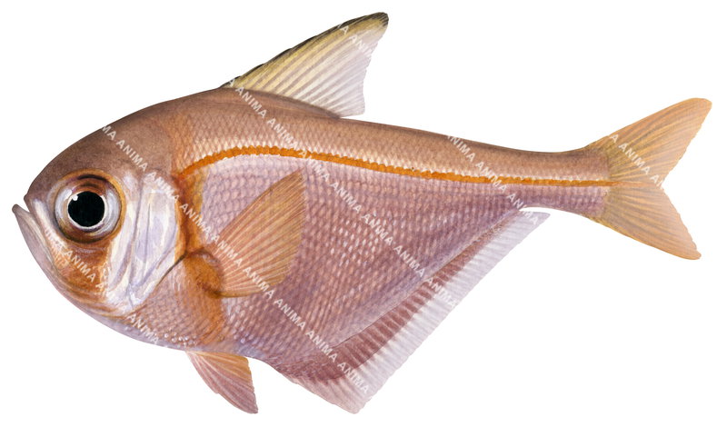 illustration of the Smallscale Bullseye,Pempheris compressa by Roger Swainston