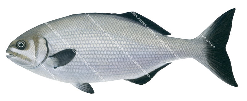 realistic illustration of the Gladius Drummer,Kyphosus gladius by R.Swainston