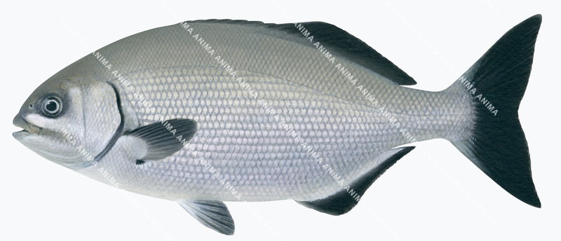Scientific illustration of the Grey Drummer,Kyphosus bigibbus