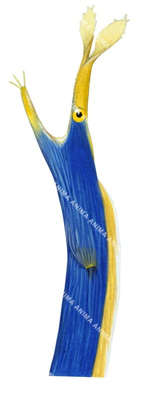 Fish illustration on white background of the Ribbon Eel,Rhinomuraena quaesita, Alive position, colouful.