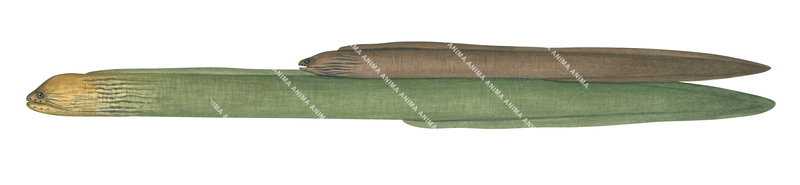 Green Morays,Adult and Juvenile