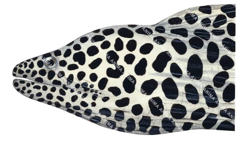 Tesselate Moray