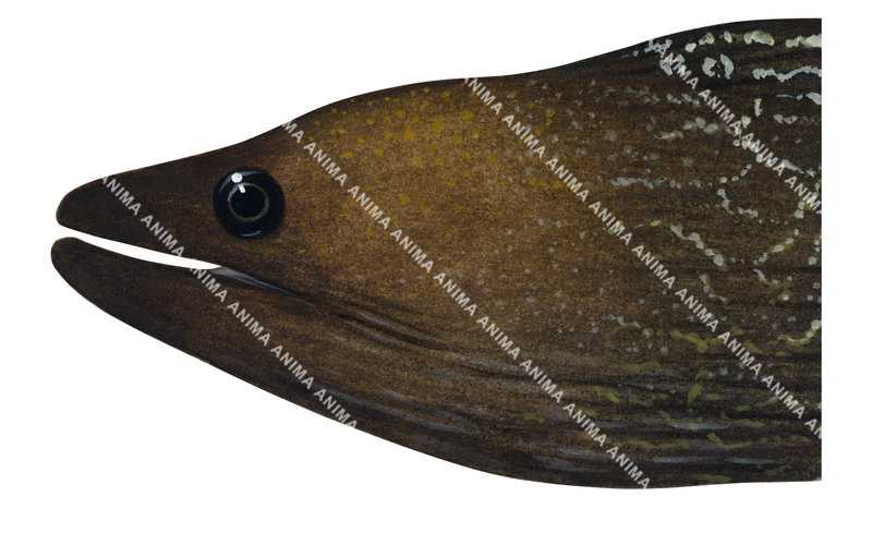 Undulate Moray, Head