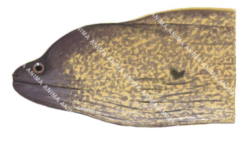 Yellowmargin Moray, Head