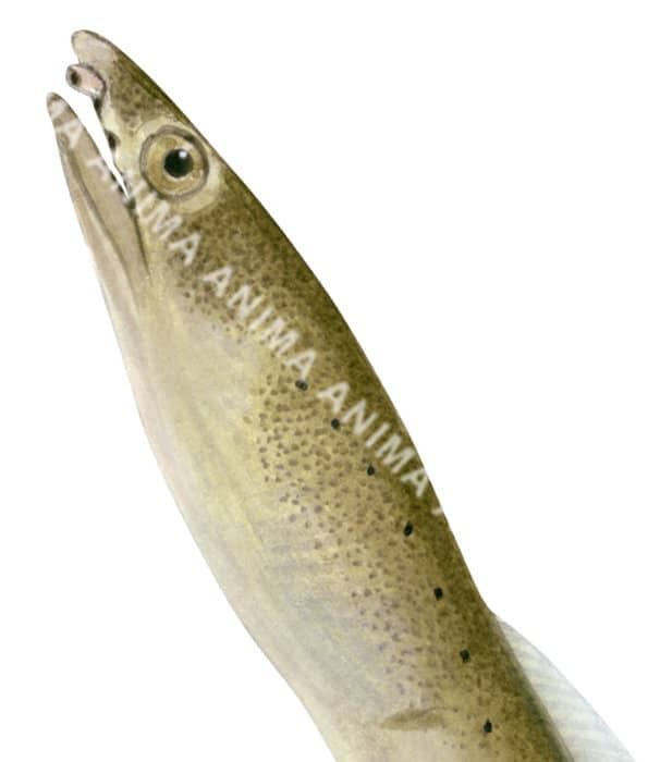 Shortfin Worm Eel,Head