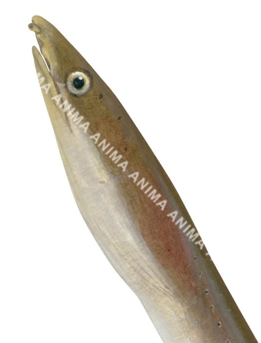 Shorthead Worm Eel,Head