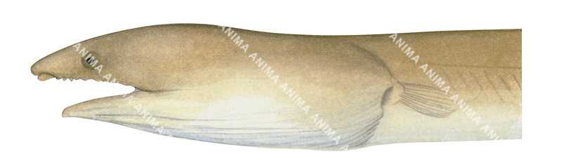 Estuary Snake Eel,Head