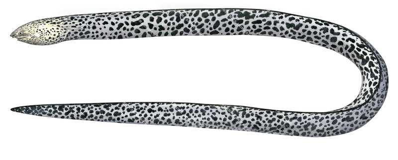 Marbled Snake Eel