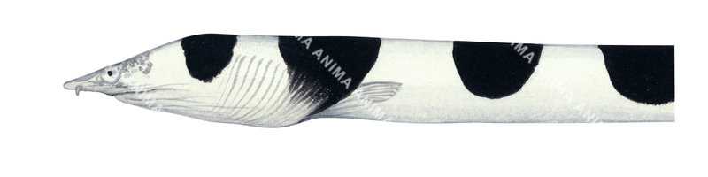 Saddled Snake Eel,Head