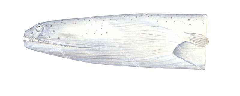 Stargazer Snake Eel,Head