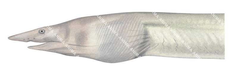 Vulture Snake Eel,Head