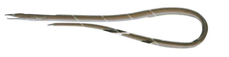 Serpent Eel-2