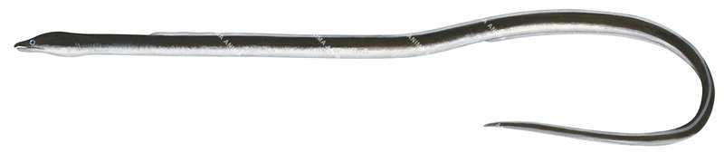 Shorthead Worm Eel-1