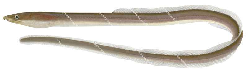 Shorthead Worm Eel-2