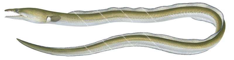 high quality illustration of the Serpent Eel, Ophisurus serpens