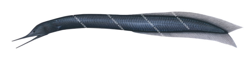 accurate illustration of Bobtail Snipe Eel,Cyema atrum