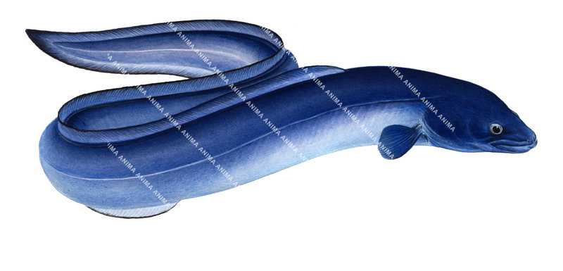 high quality digital illustration of the Eastern Conger,Conger wilsoni by Roger Swainston,on white background and clipping path.
