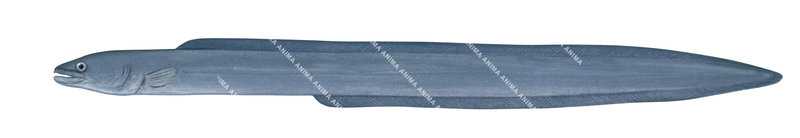 Southern Conger Eel-1