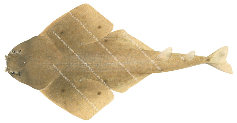 Dorsal view of the illustration of the Western Angelshark,Squatina pseudocellata on white background.