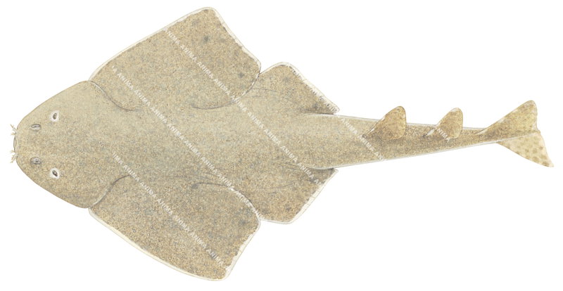 Accurate High Res Scientific illustration of the Australian Angelshark,Squatina australis, dorsal view.