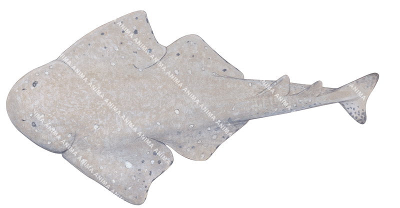 Australian Angelshark