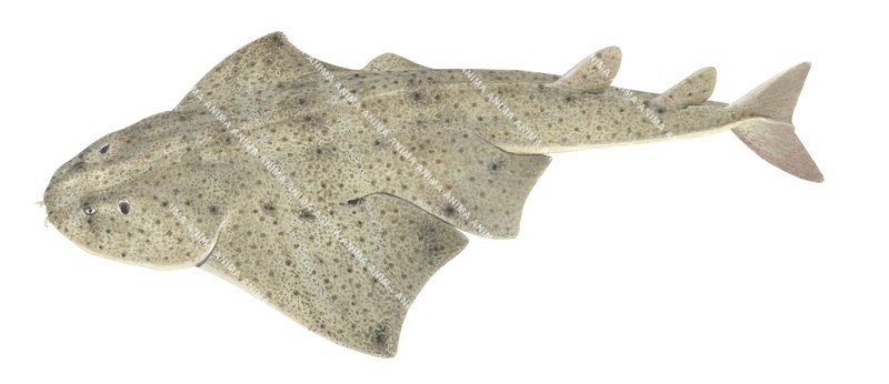 scientific illustration by R.Swainston of the Angelshark,Squatina squatina,dorsal view on white background.