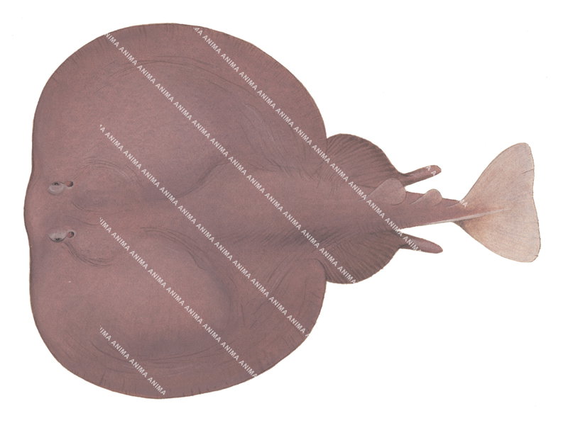 Ray illustration on white background of the Shorttail Torpedo Ray,Torpedo macneilli,dorsal view, colourful.