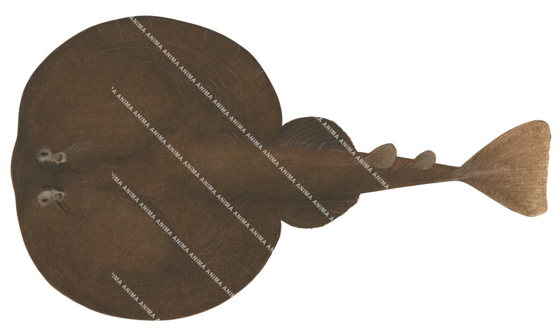 Ray illustration on white background of the Longtail Torpedo Ray,Torpedo tokionis,dorsal view, colourful.