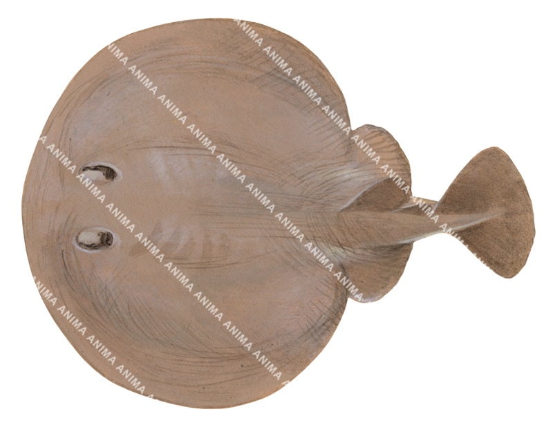 Scientific illustration of the Electric Torpedo Ray,Torpedo tremens on white background.