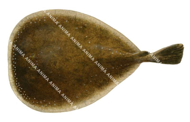 Shark illustration on white background of the Blind Numbfish,Typhlonarke arysoni,dorsal view.