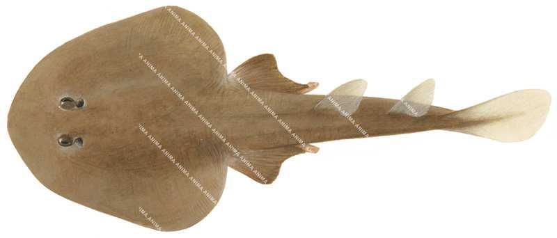 Shark illustration on white background of the Eastern Numbfish,Narcine nelsoni,dorsal view, colourful.