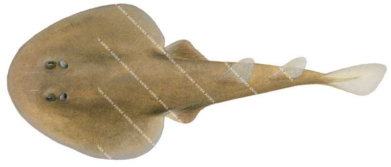 Shark illustration on white background of the Western Numbfish,Narcine lasti, dorsal view.