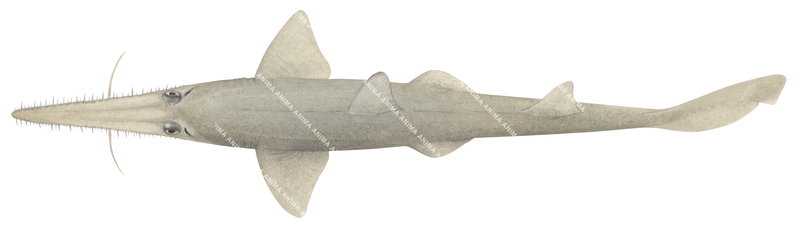 Fish illustration on white background of the Southern Sawshark Pristiophorus nudipinnis,dorsal view, colourful.