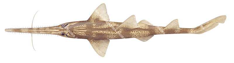 marine underwater illustration of the Common Sawshark,Pristiophorus cirratus, dorsal view.