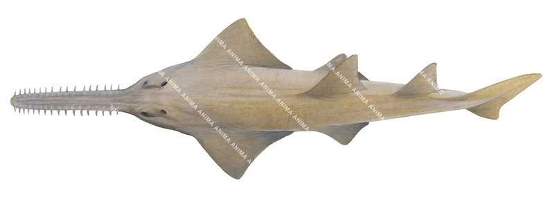 Shark illustration on white background of the Sawfish,Pristis perotteti , scientific, dorsal view.