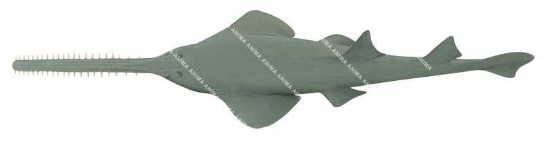 Green Sawfish,Pristis zijsron