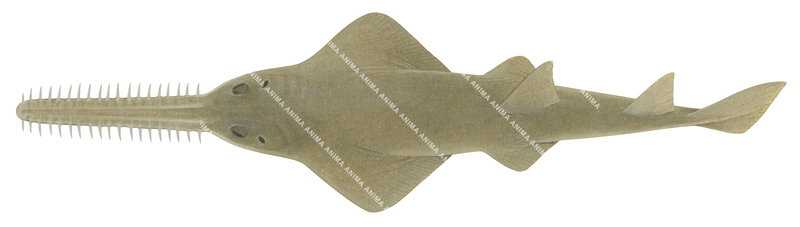 Shark illustration on white background of the immature Dwarf Sawfish, ,Pristis clavata,dorsal view.