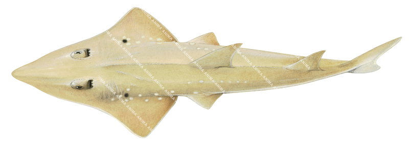 Whitespotted Guitarfish