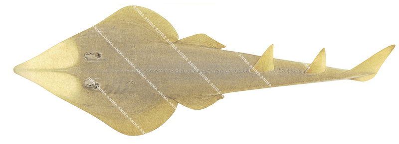 illustration on white background of the Giant Shovelnose Ray,Glaucostegus typus,dorsal view, colourful.
