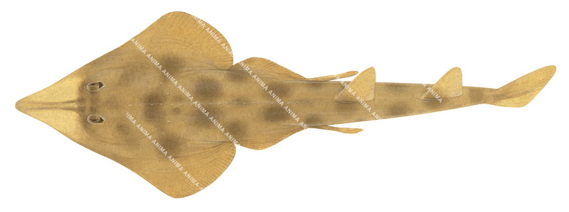 Western Shovelnose Ray