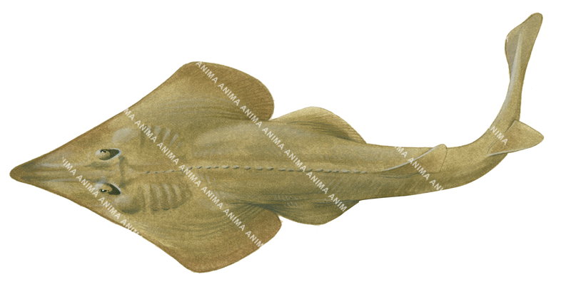 Illustration, alive position of the Yellow Shovelnose Ray,Aptychotrema sp. dorsal view.