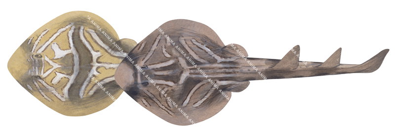 Southern Fiddler Ray, two colour forms