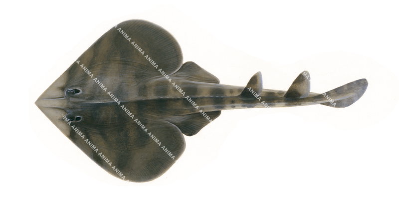 scientific image of the Banded Fiddler Ray,Zapteryx entemedor, dorsal view, colourful.