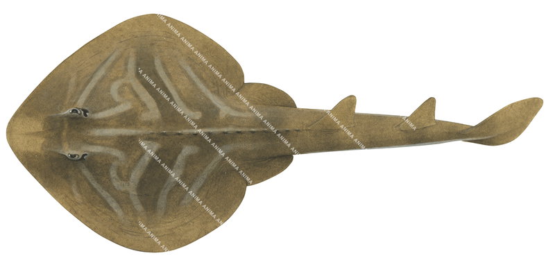 Southern Fiddler Ray