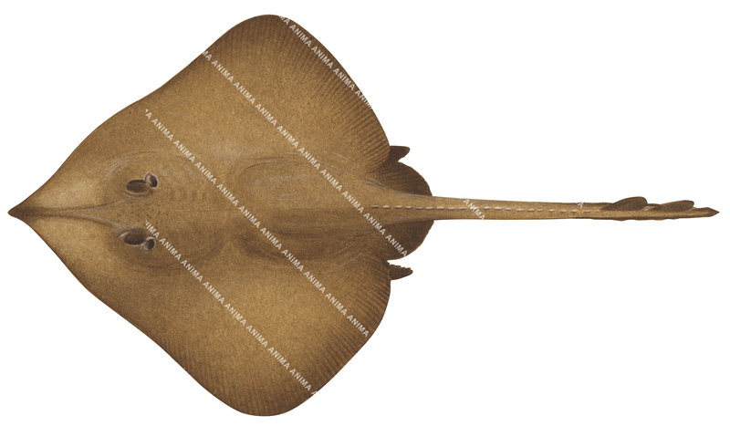 Abyssal Skate,(Dorsal)