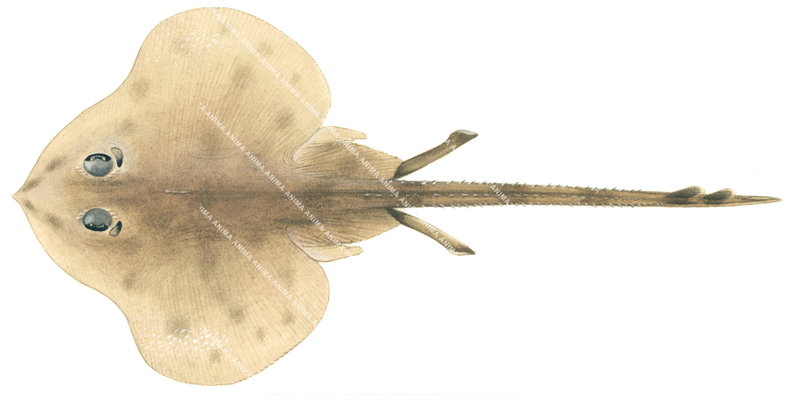 Allen's Skate(Dorsal)