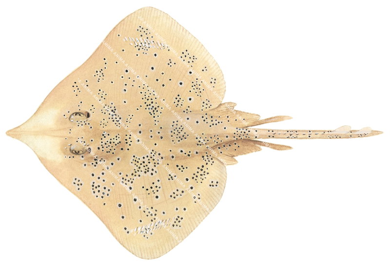Argus Skate,(Dorsal)
