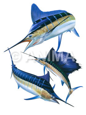 3 fish illustrations of Billfishes on white background, painted in action.