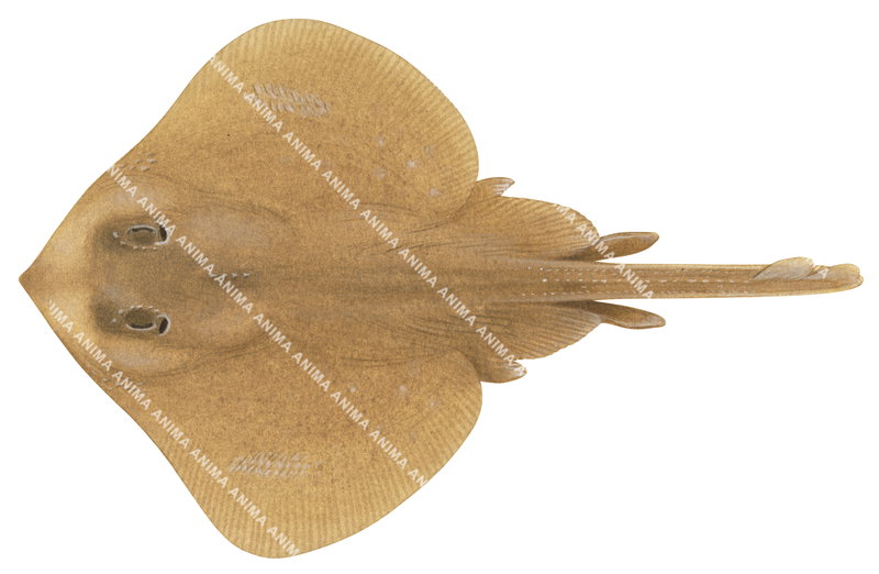 Pygmy Thornback Skate