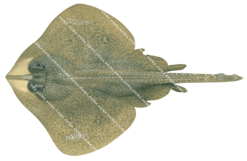 Ray illustration on white background of the Thornback Skate,Dentiraja lemprieri,dorsal view, colourful.